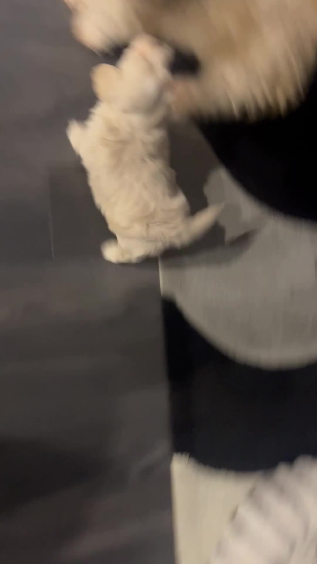 Mixed Breed dogs for sale: Amazing Shweenie girl - Video 1