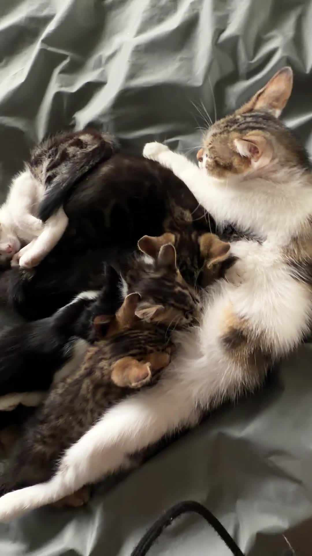 Domestic Shorthair cats for sale: Domestic Shorthair Tabby - Video 2