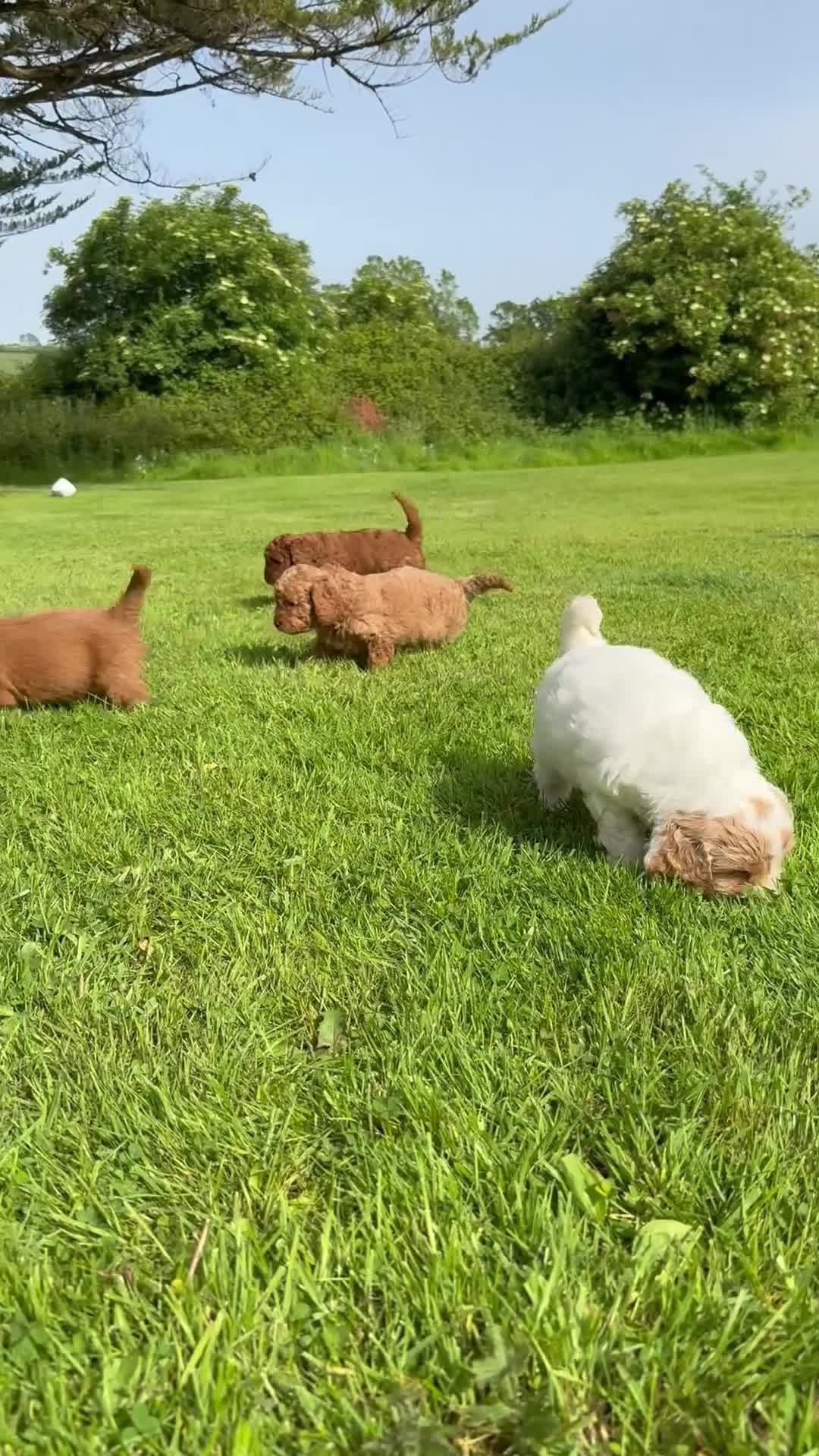 Cockapoo dogs for sale: Cockapoos  - Video 1