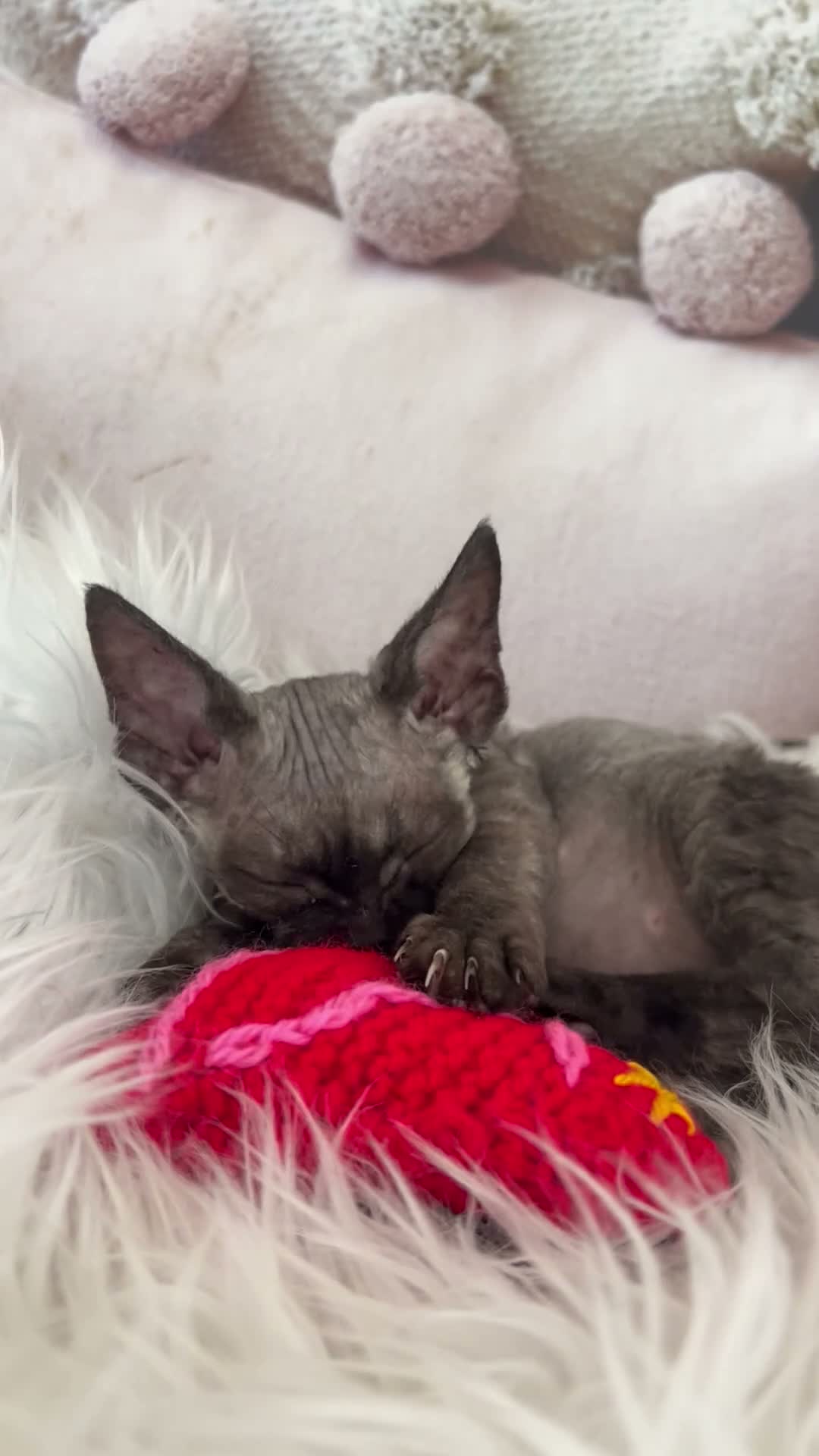 Devon Rex cats for sale:  Affectionate kittens - Video 1