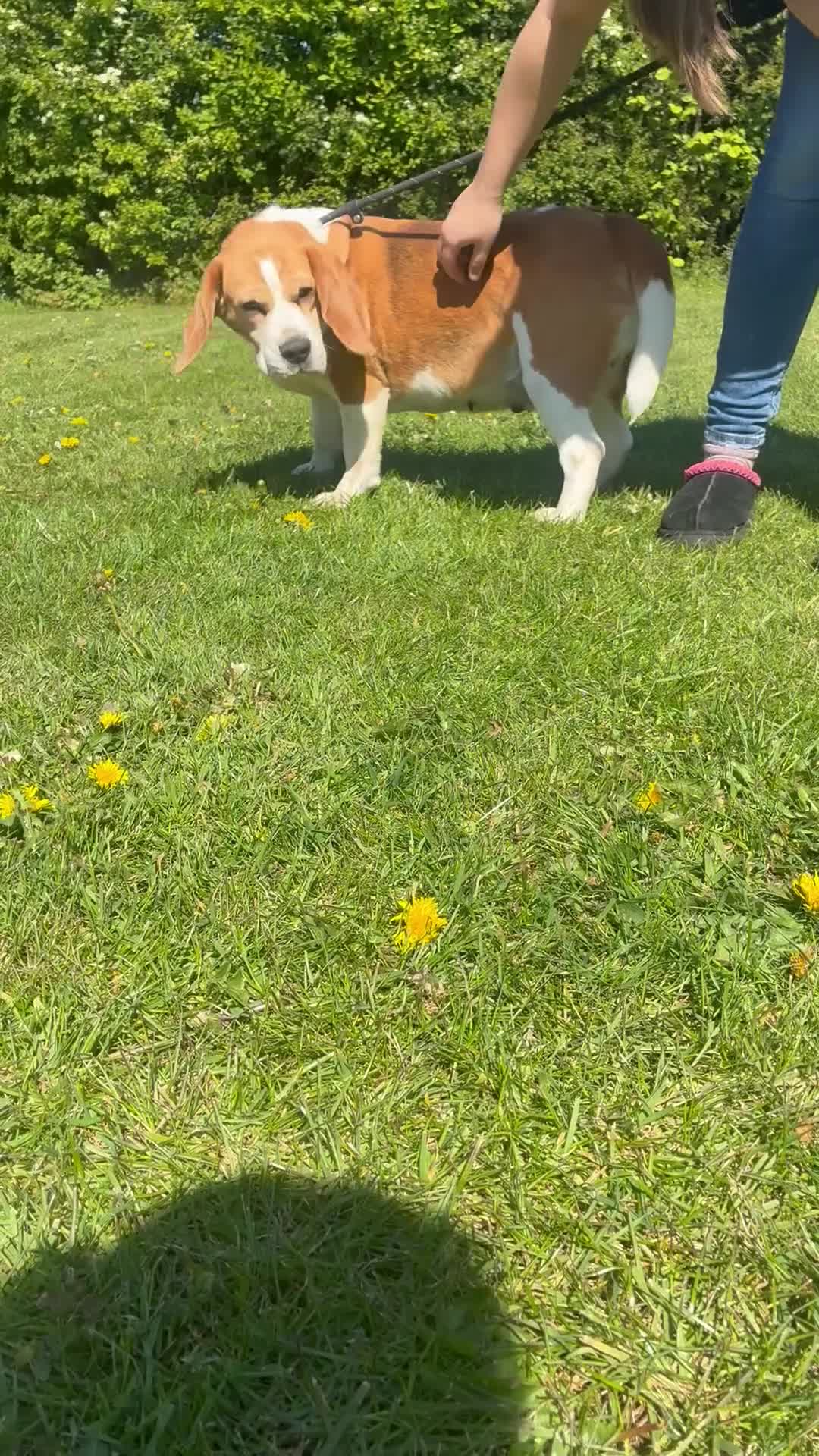 Beagle dogs for sale: Beautiful beagle  - Video 1