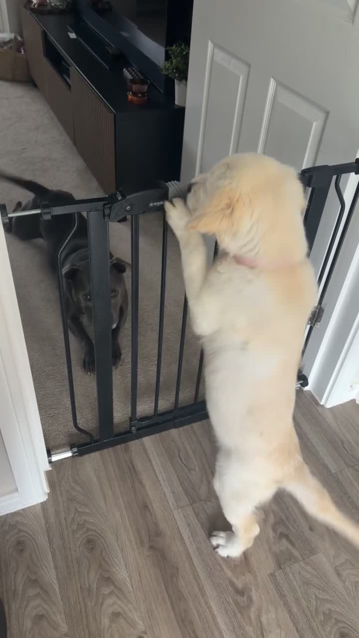 Golden Retriever dogs for sale: Golden Retriever pup - Video 2
