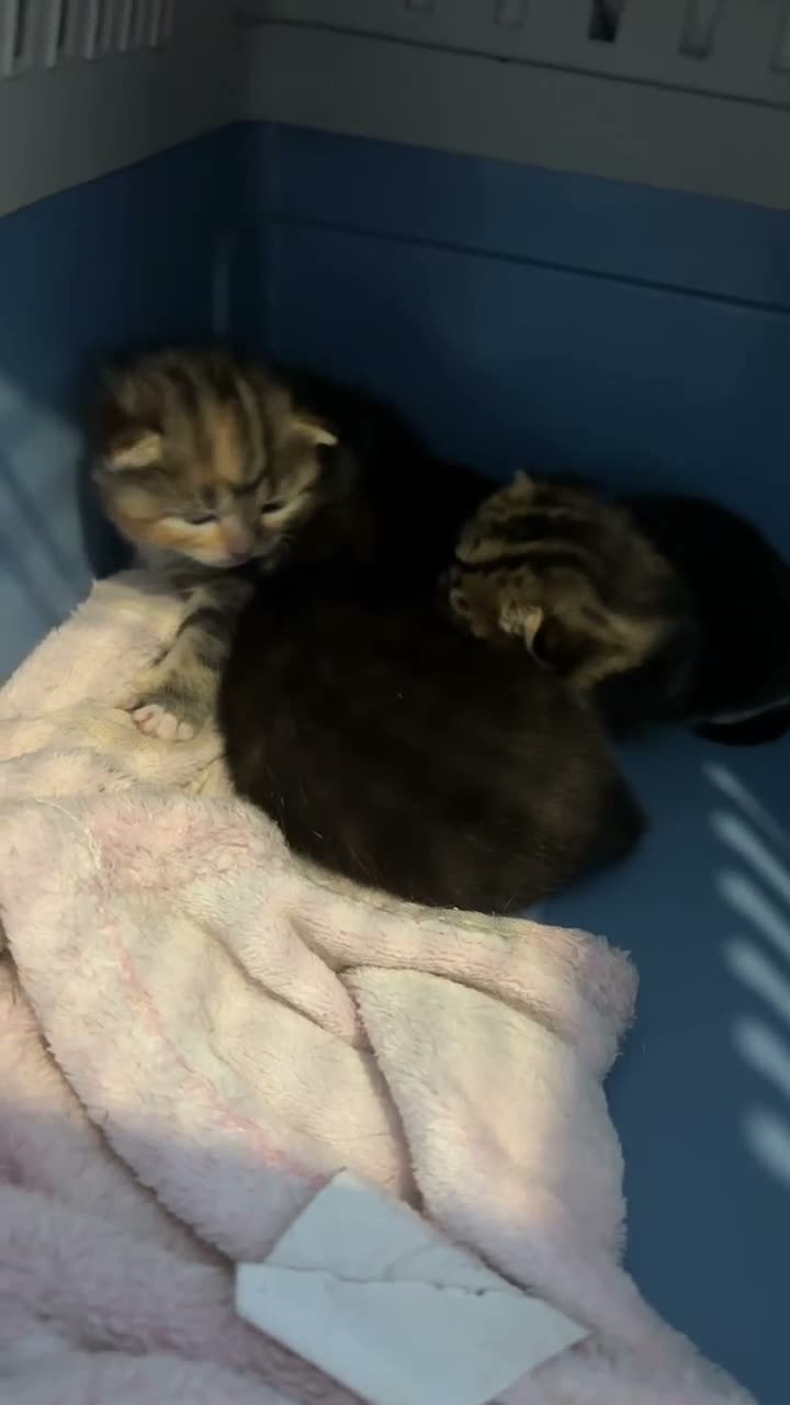 Mixed Breed cats for sale: Kittens for sale - Video 3