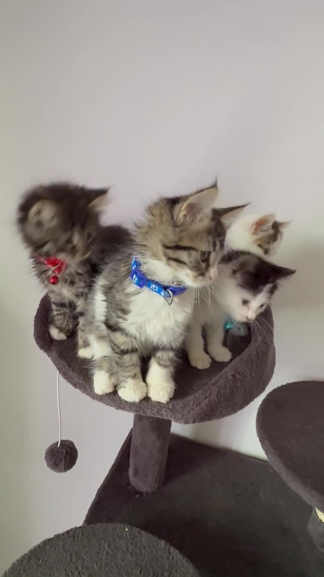 Ragcoon cats for sale: RAGCOONS ragdoll mainecoons  - Video 2