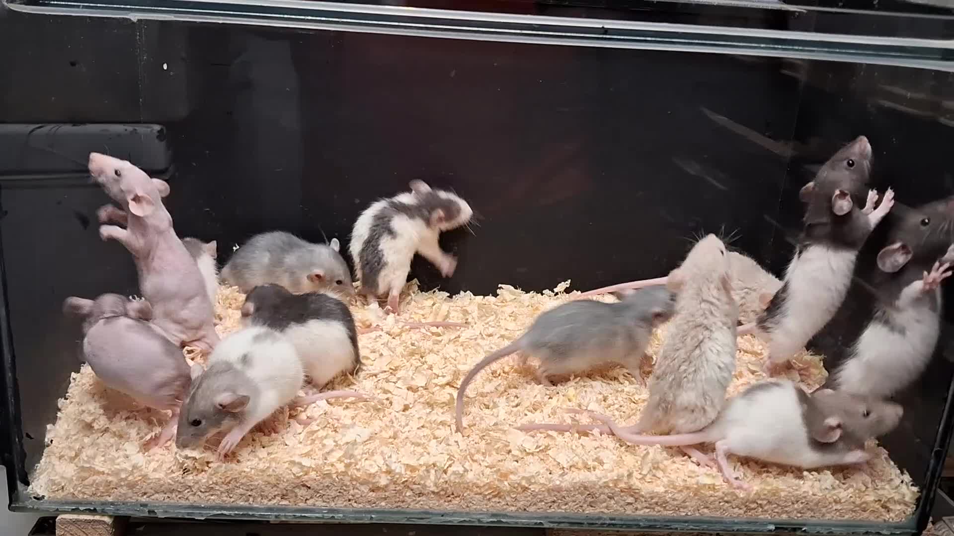Rat rodents for sale: Baby Dumbo Rats - Video 2