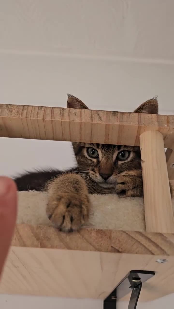 Abyssinian cats for sale: Abyssinian x kittens  - Video 1