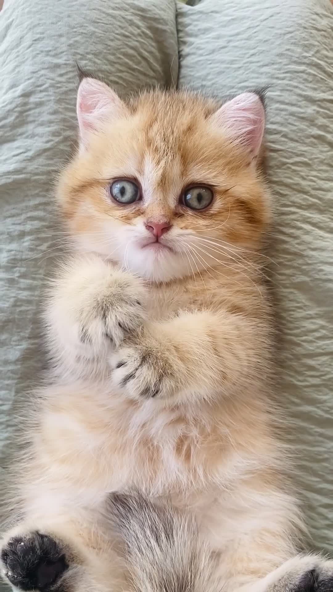 British Shorthair cats for sale: British Shorthair chocolate golden. - Video 1