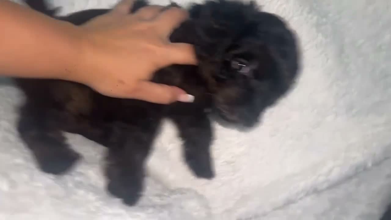 Yorkiepoo dogs for sale: Yorkiepoo pups - Video 5