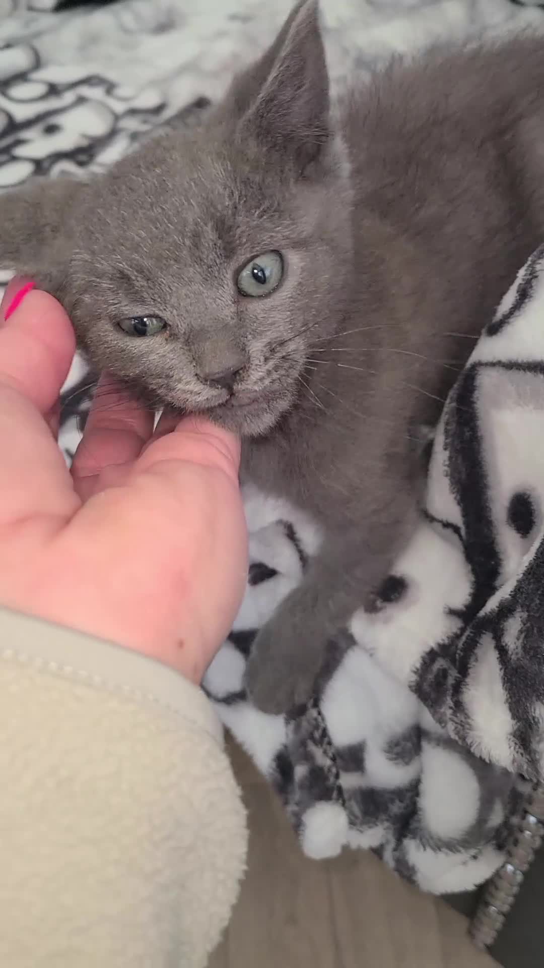 British Shorthair cats for sale: Bsh x tabby kittens  - Video 1