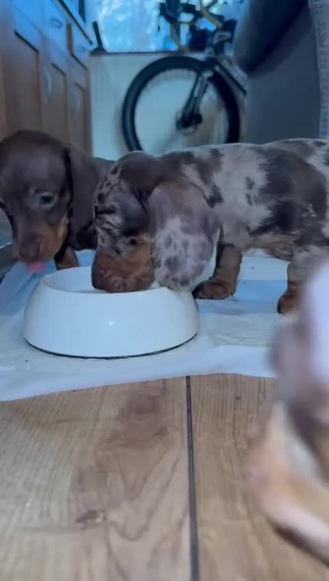 Miniature Dachshund dogs for sale: dachshund puppies - Video 2