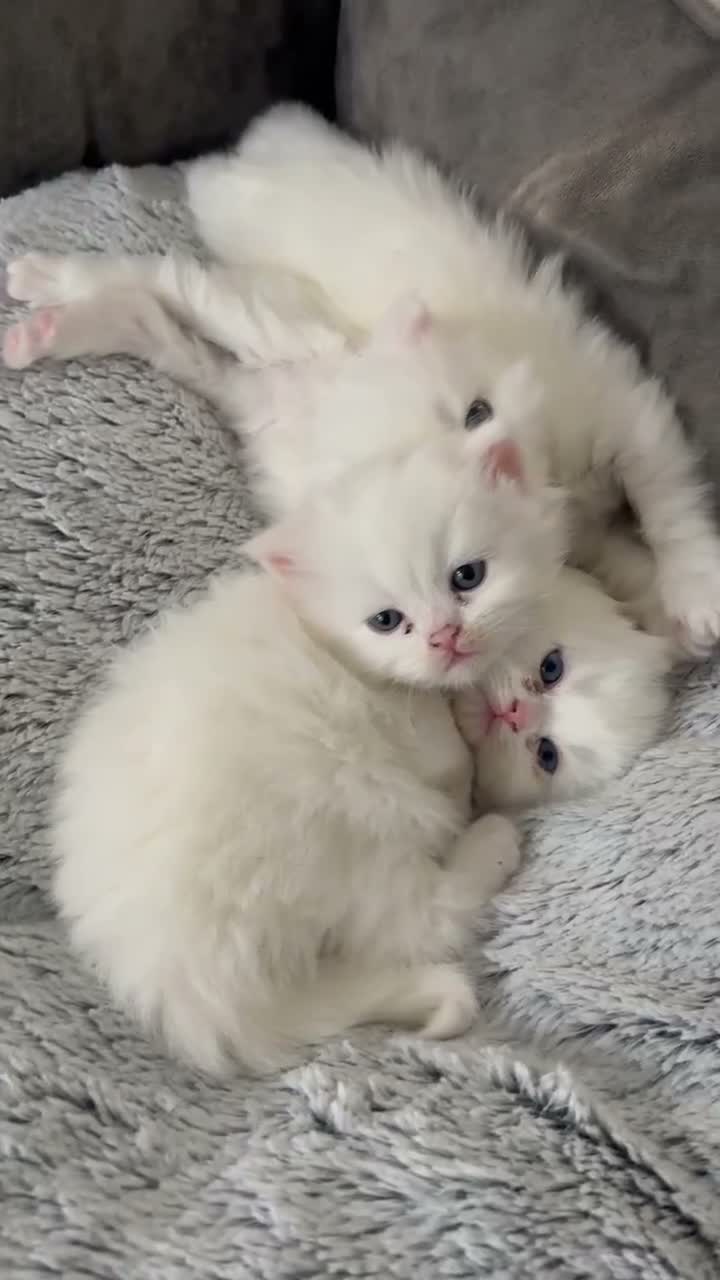 Persian cats for sale: Persian kitten for sale - Video 1
