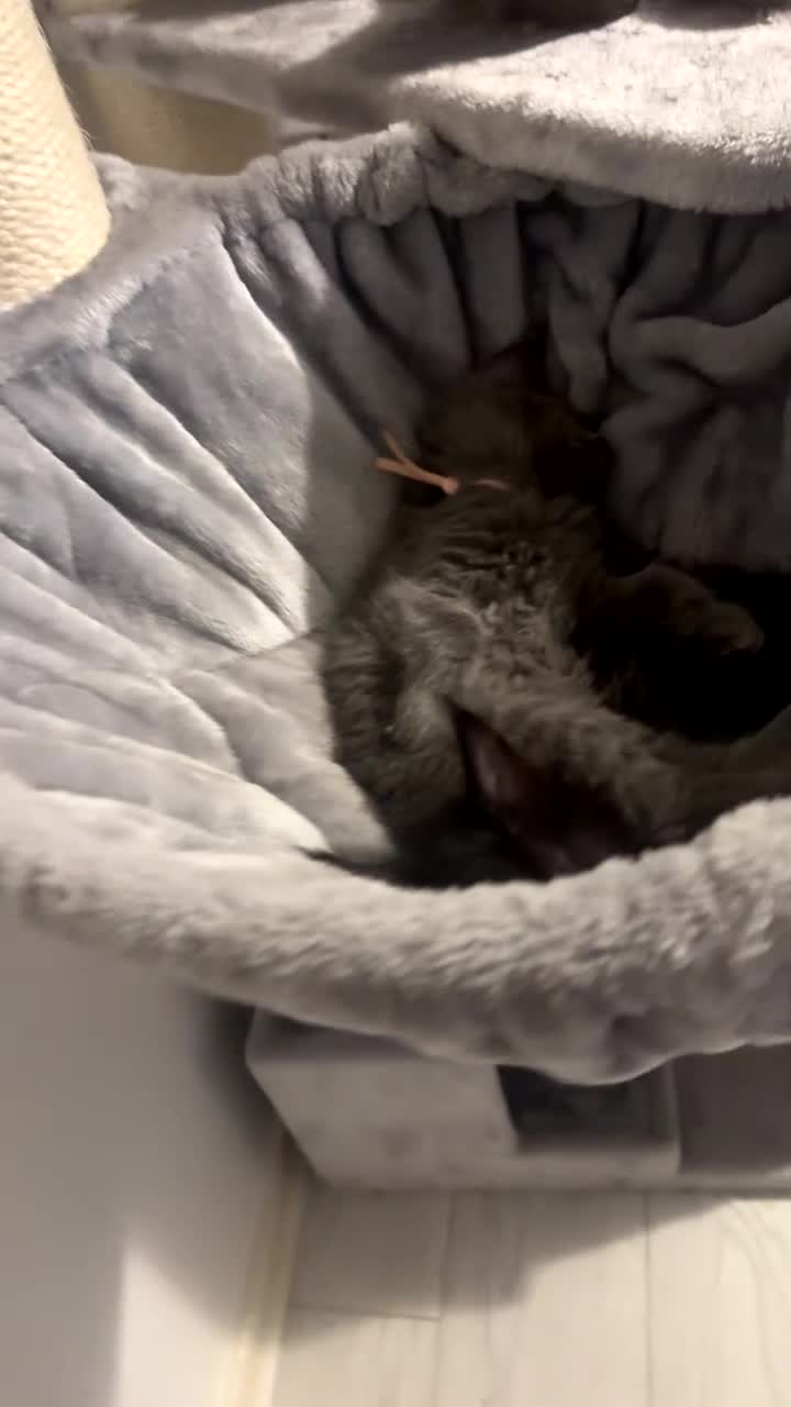 Maine Coon cats for sale: Mainecoon kittens  - Video 1