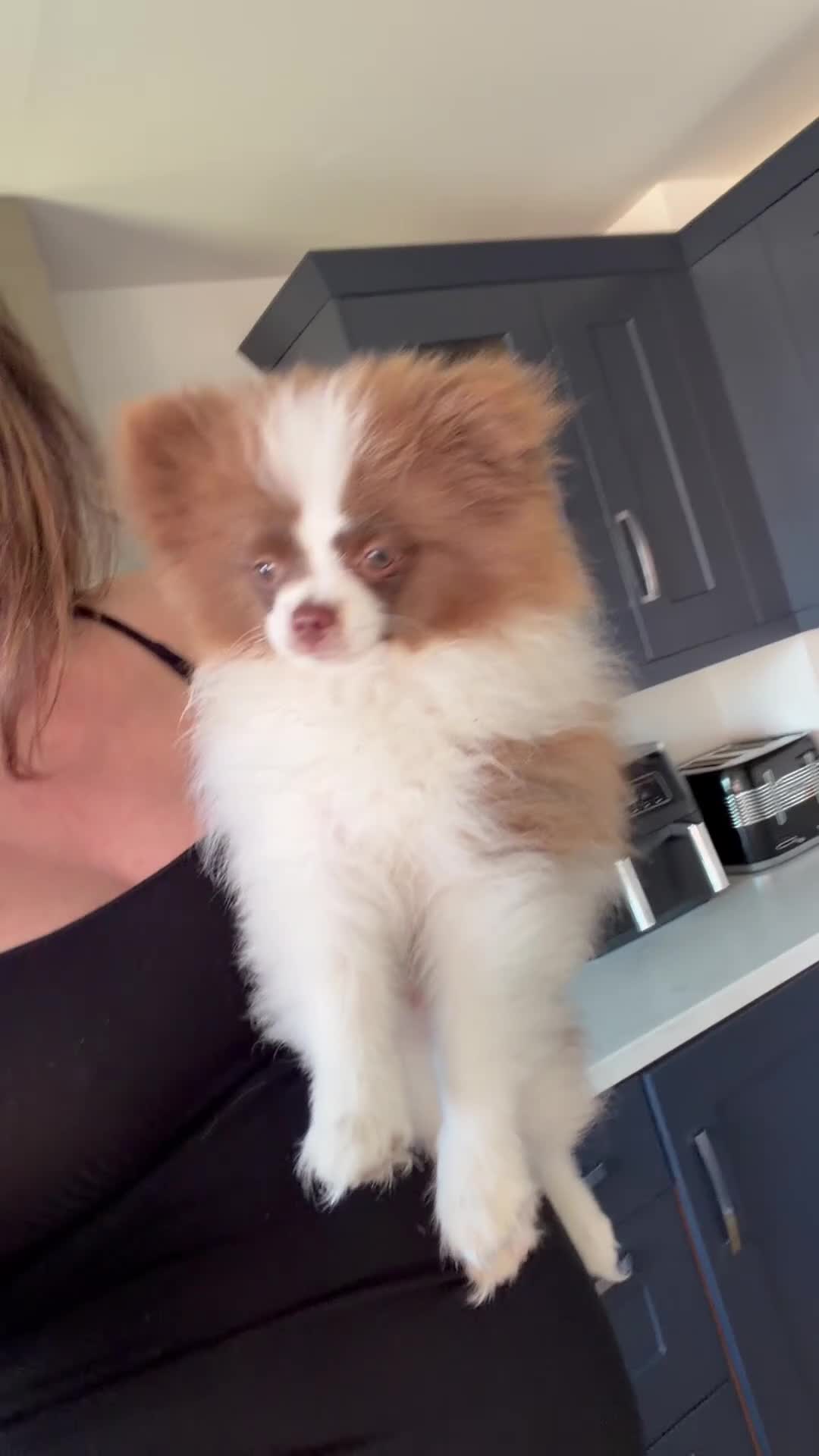 Pomeranian dogs for sale: Chocolate and white chi pom - Video 1