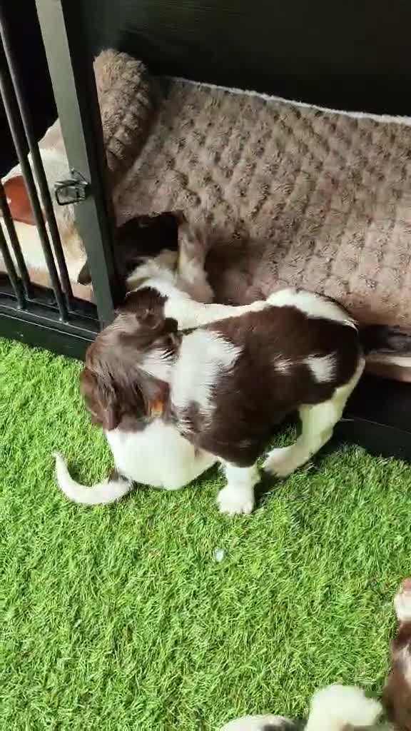 English Springer Spaniel dogs for sale: Gorgeous KC reg ES spaniel Pups - Video 2
