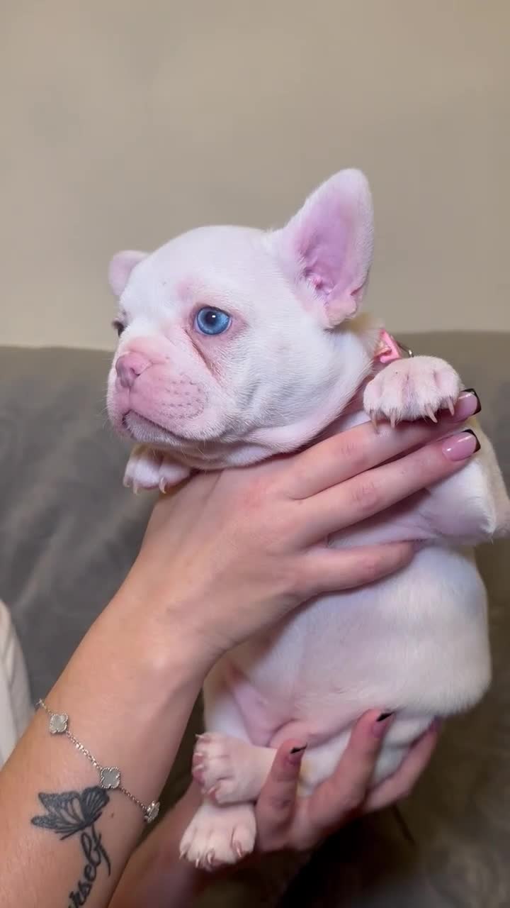 French Bulldog dogs for sale: French bulldog pups  - Video 1