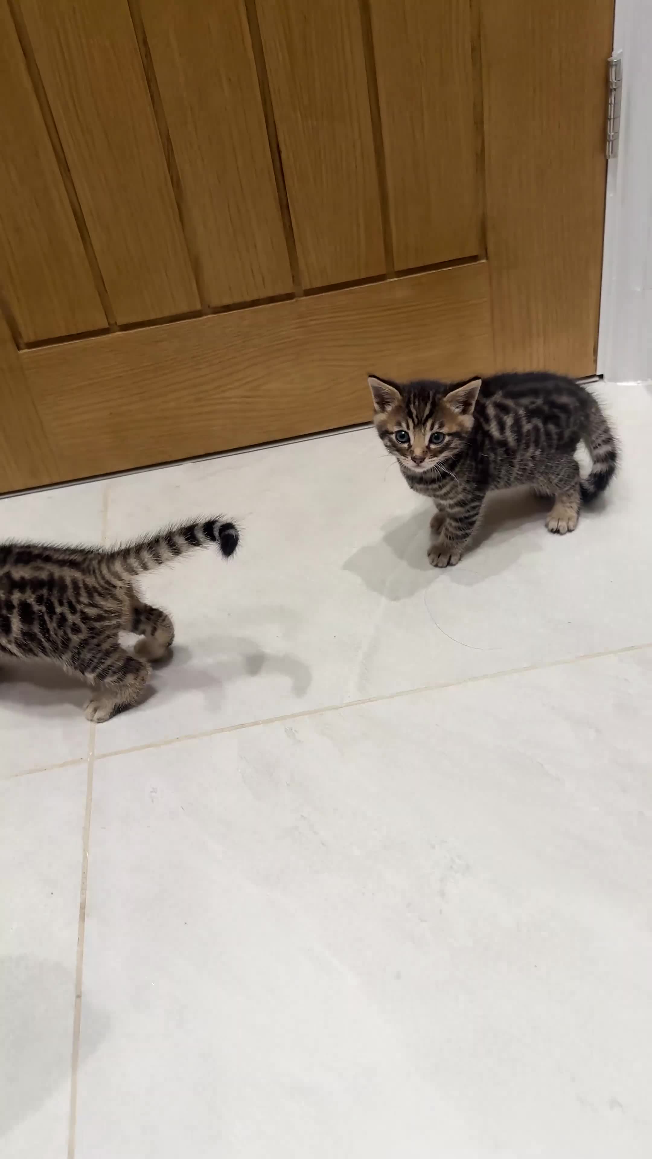 Mixed Breed cats for sale: Half bengal kitten  - Video 1