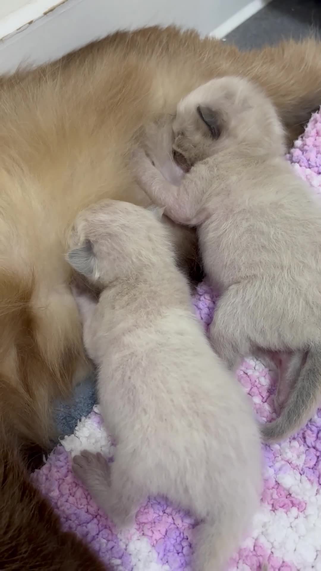 Ragdoll cats for sale: Beautiful Ragdoll Kittens🐱🩵🩷 - Video 2