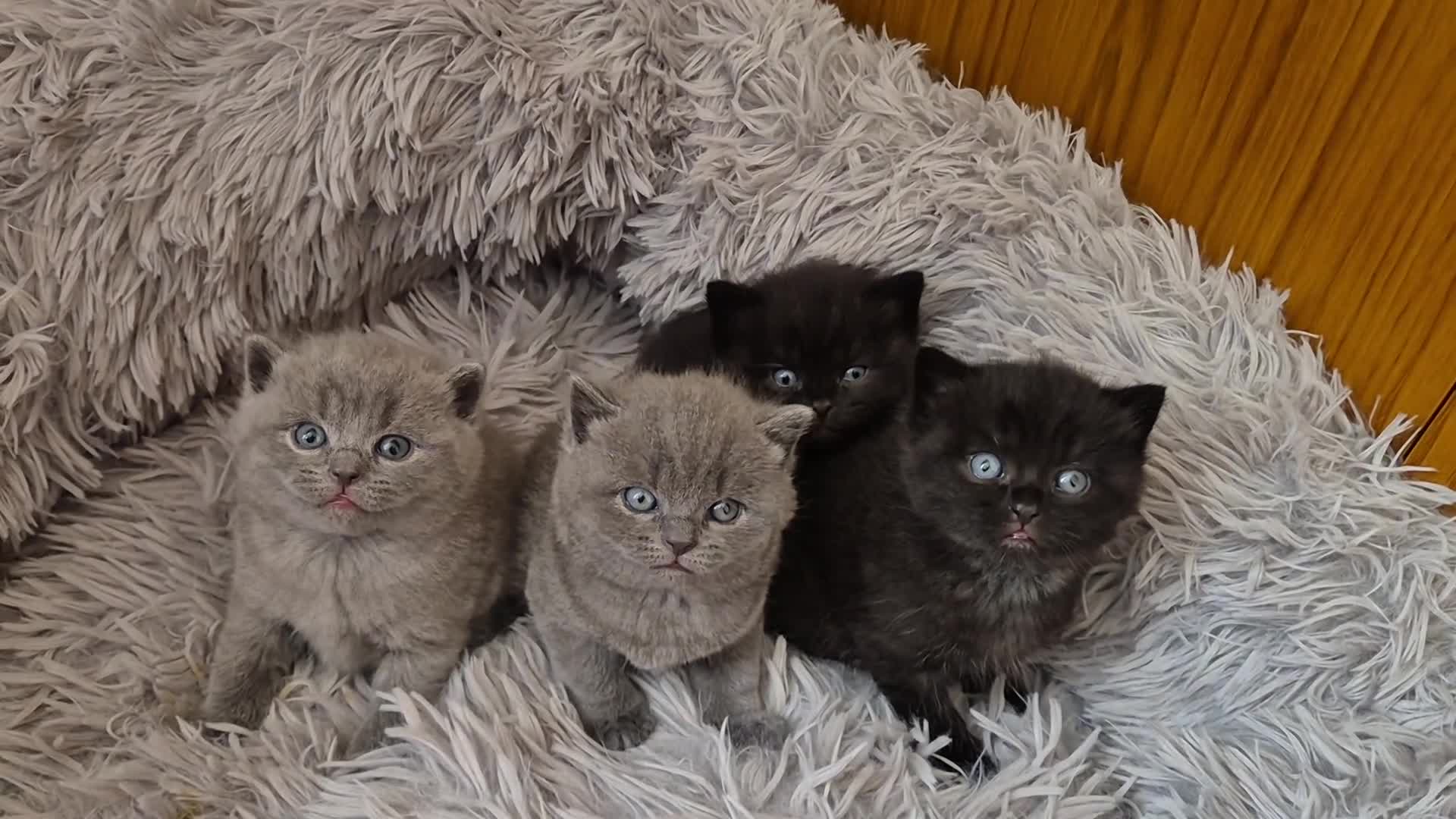 British Shorthair cats for sale: British short hair kittens - Video 1