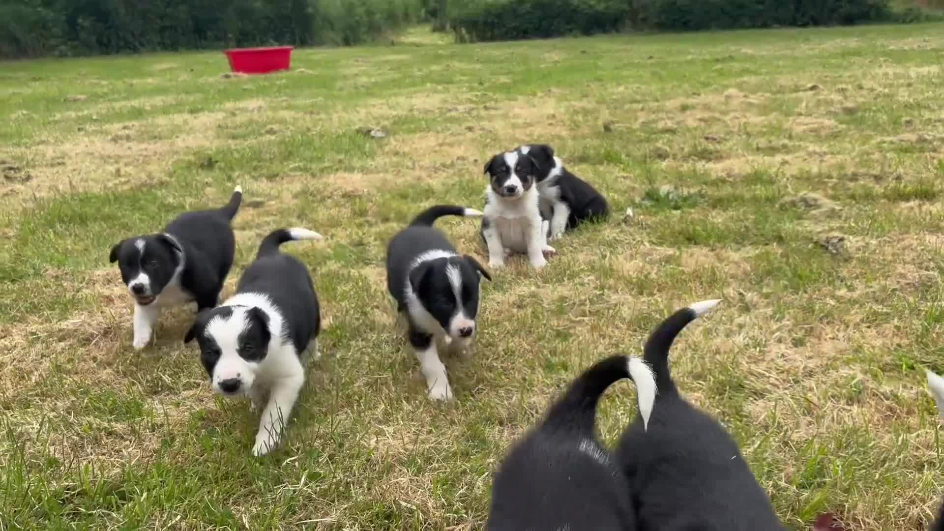 Border Collie dogs for sale: Female Border Collie puppy - Video 1