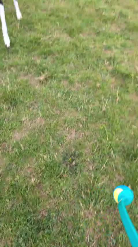 Mixed Breed dogs for sale: Lazy Lurchers  - Video 1