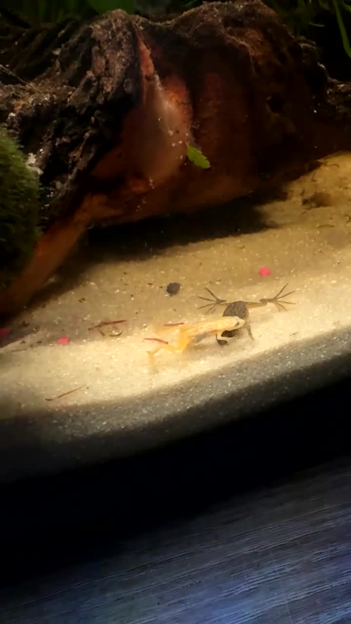 Plecos fish for sale: 2 snowwhite plecs & 4 dwarf frogs  in Dunfermline - Video 1