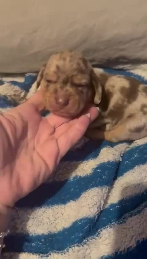 Dachshund dogs for sale: Miniature Dachshund cross pup - Video 4