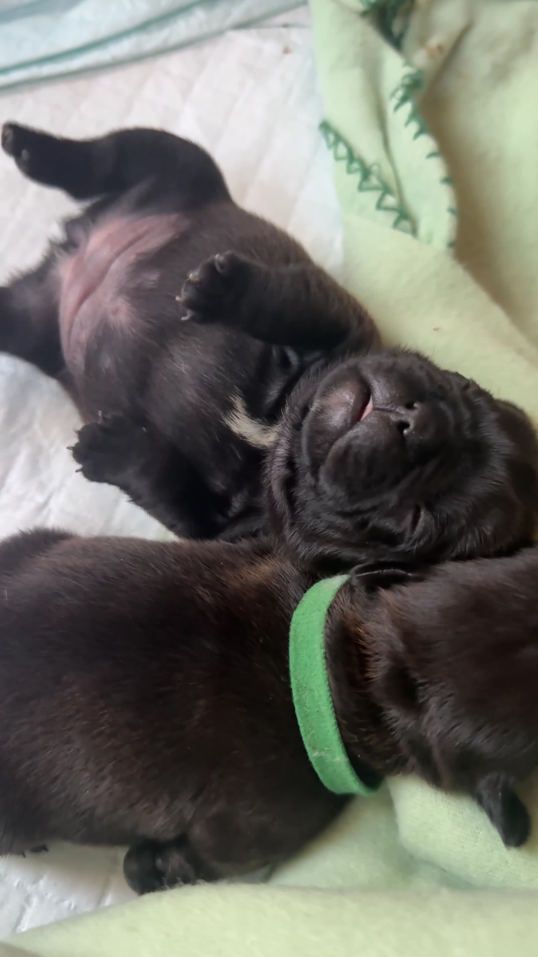 French Bulldog dogs for sale: READY NOW! Beautiful Brindle Frenchie Puppies - Video 1