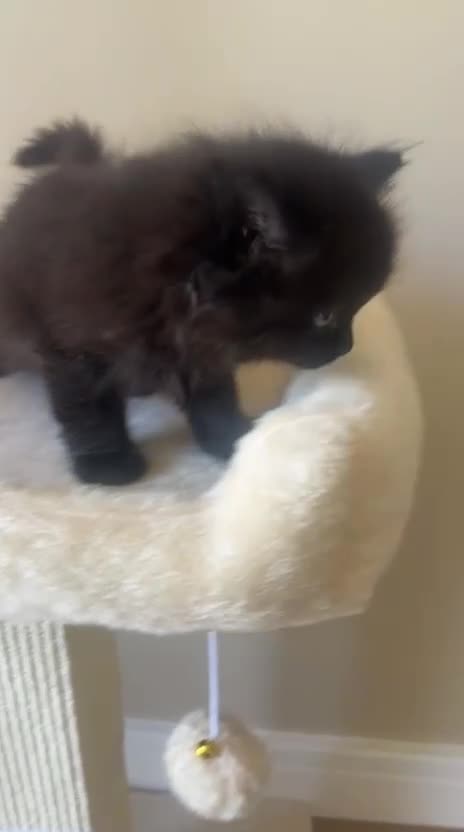 British Shorthair cats for sale: British Short Hair Kittens - Video 1