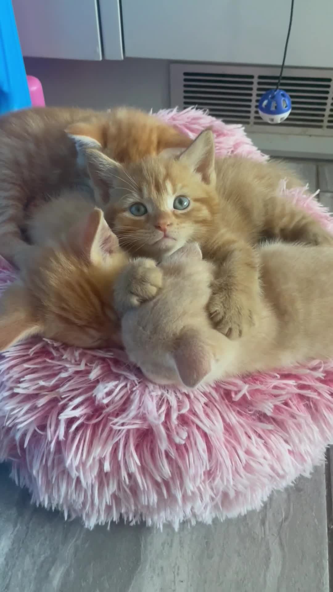 Mixed Breed cats for sale: Part Mainecoon Ginger Litter - Video 2