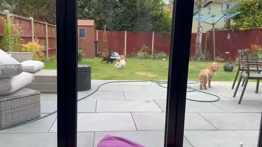 Cocker Spaniel dogs for sale: 7 months old Cocker spaniel  - Video 1