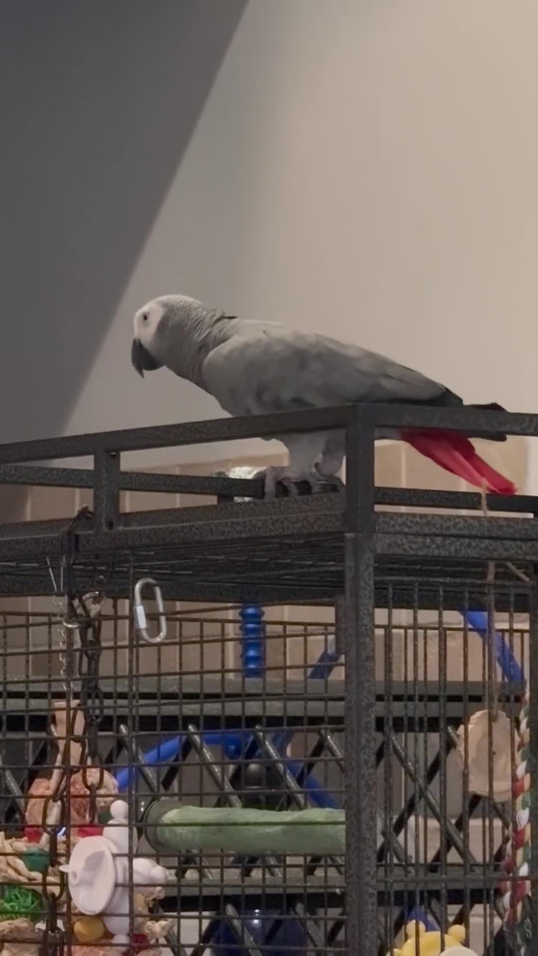 Parrots birds for sale: African Grey  friendly  - Video 1