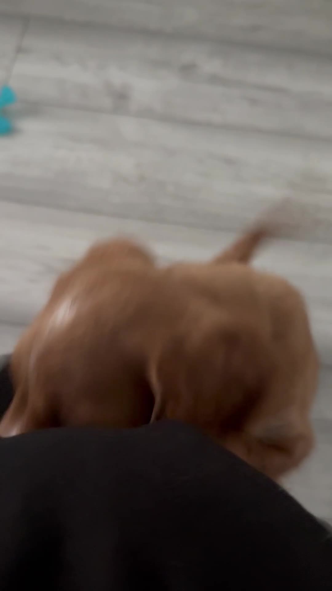Cockapoo dogs for sale: 2 Beautiful Boy Cockapoo Puppies Left!! - Video 2