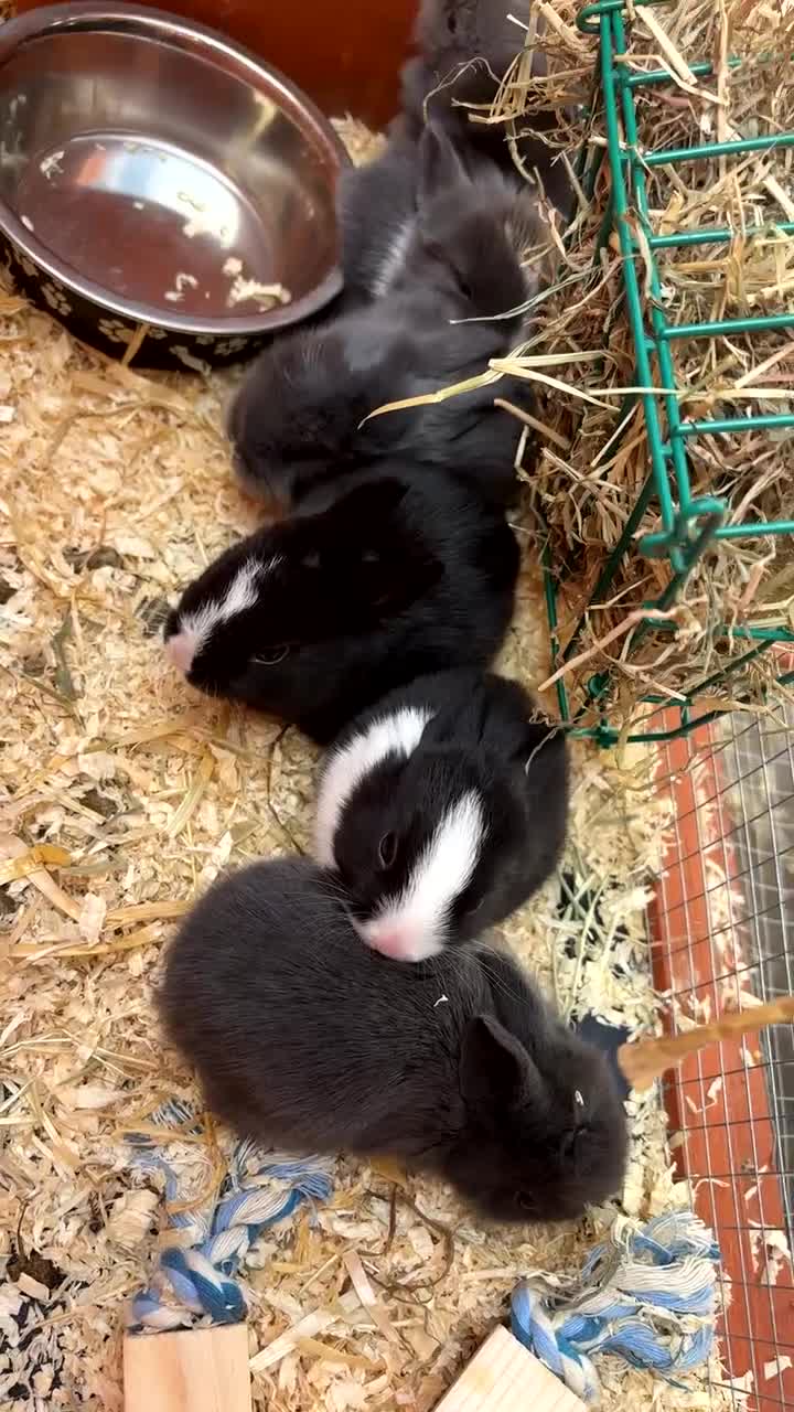 Mixed Breed rabbits for sale: Lion head x Dutch Rabbits  - Video 1
