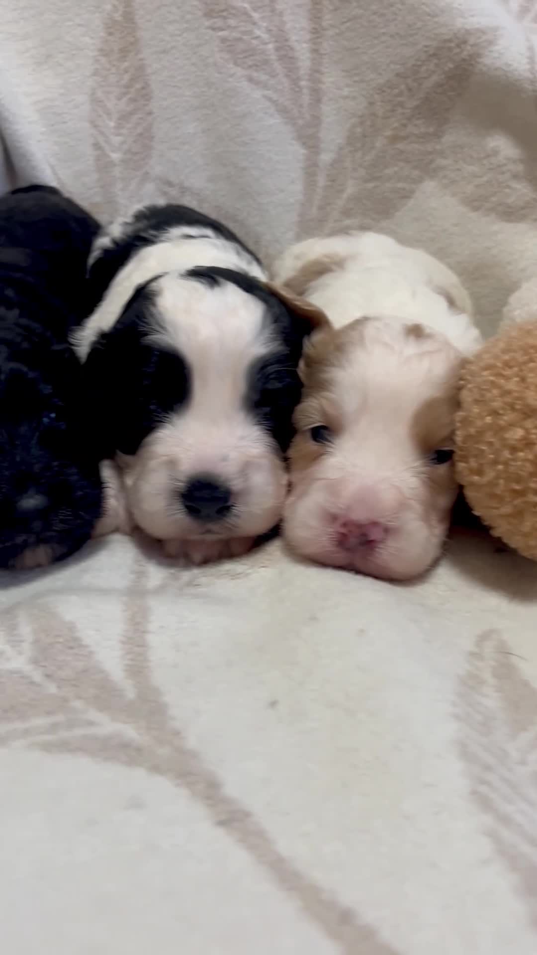 Cockapoo dogs for sale: Beautiful F1 Cockapoos For Sale  - Video 2