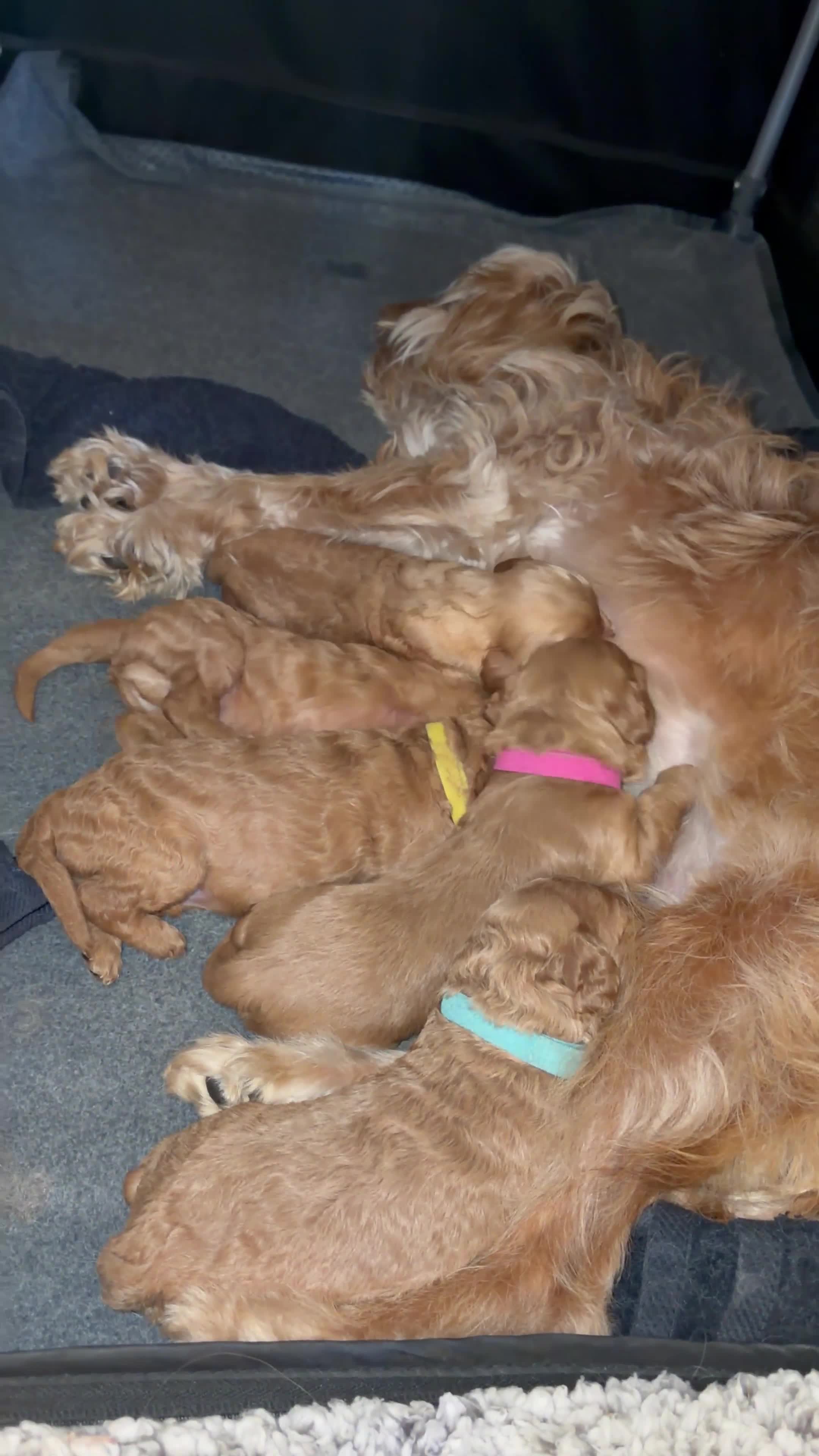 Cavapoo dogs for sale: Beautiful F1B mini Cavapoo puppies  - Video 1