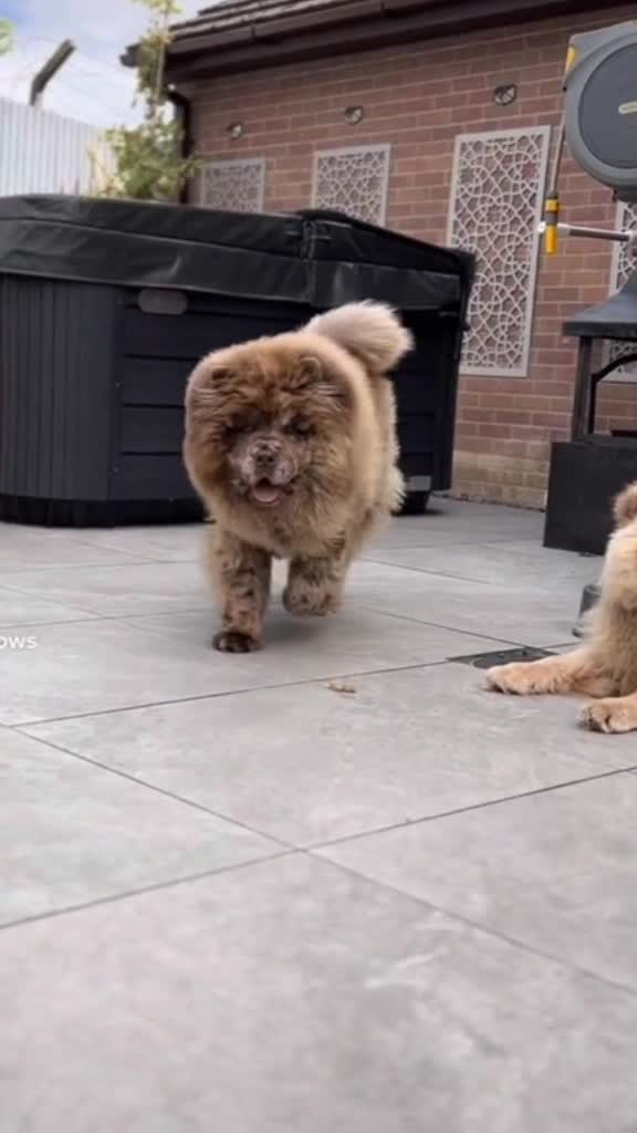 Chow Chow dogs for stud: Chocolate Split faced Merle Chow Chow Stud in Accrington - Video 3