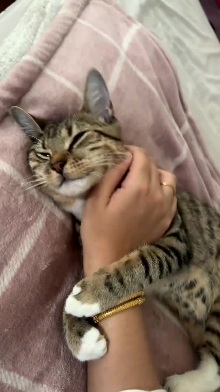 Domestic Shorthair cats for sale: FREE 10 Month Old Tabby Boy - Video 1