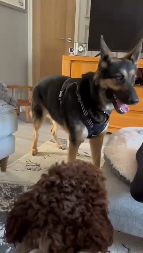 German Shepherd dogs for sale: German shepherd  - Video 1
