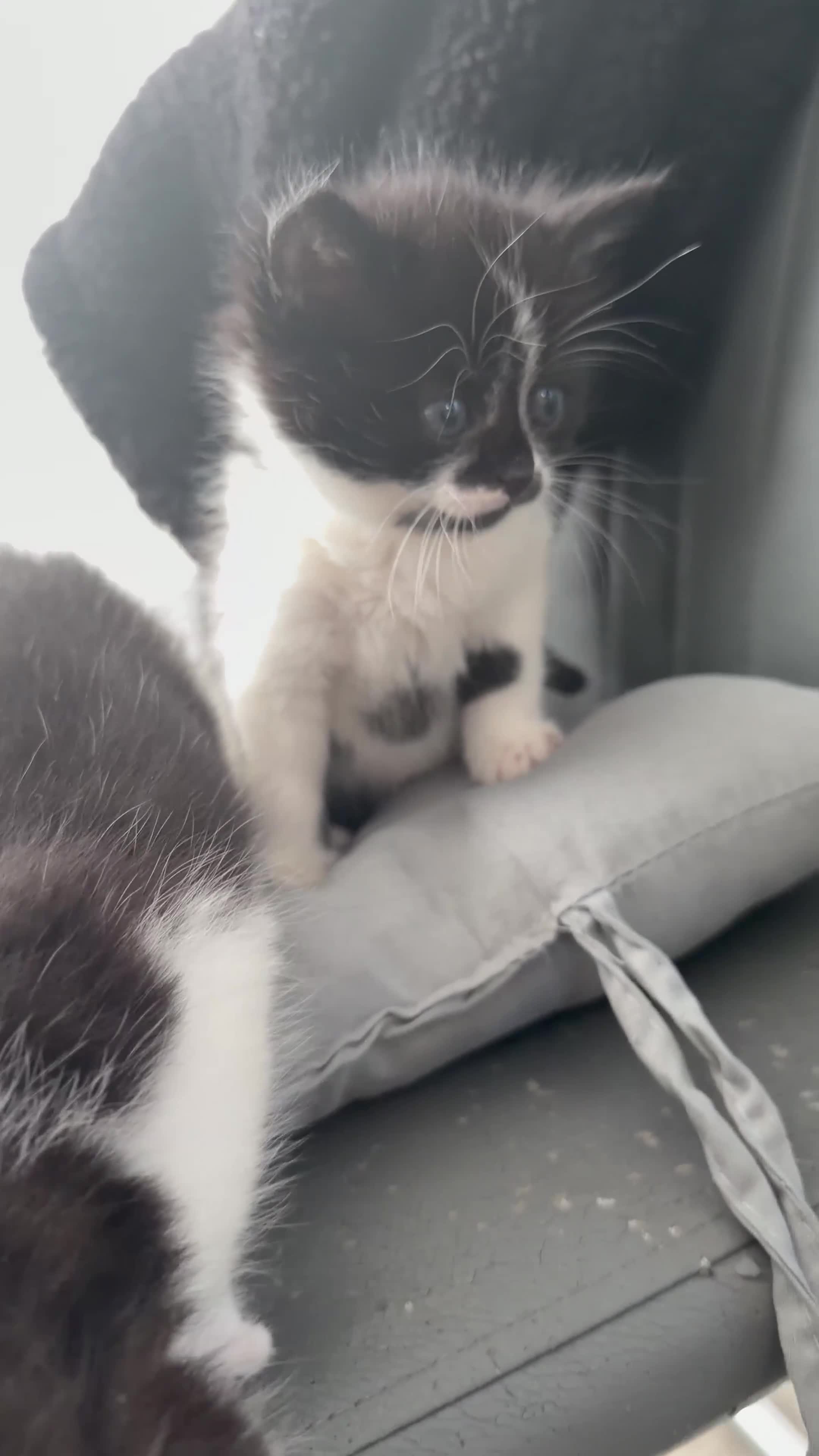 British Shorthair cats for sale: Kittens for sale Bradford  - Video 1