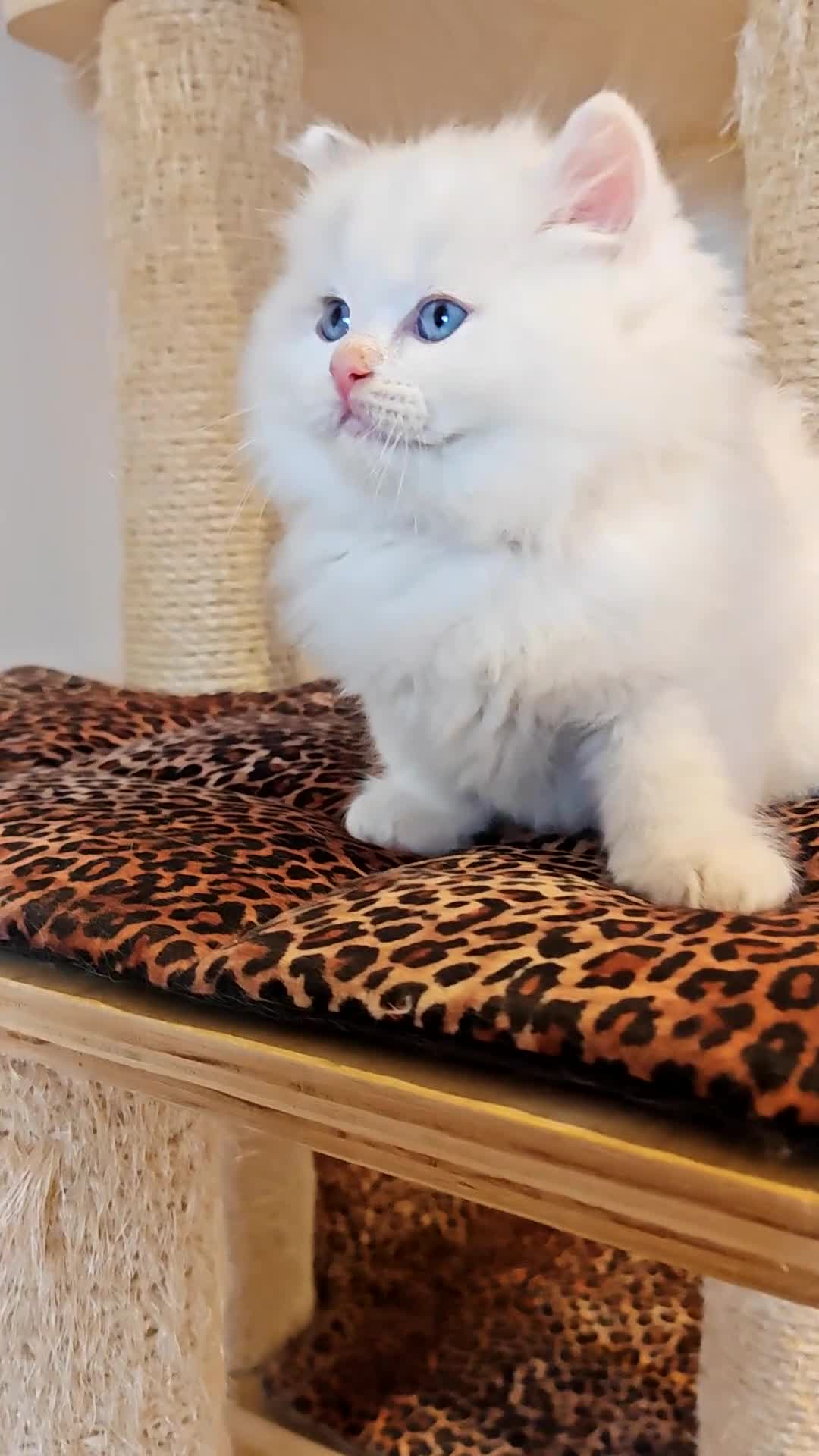 Ragdoll cats for sale: GCCF REGISTER KITTENS  - Video 1