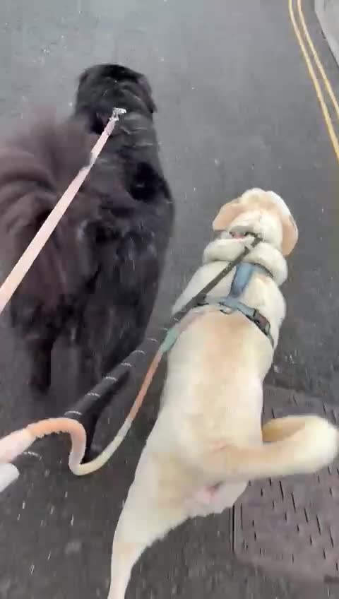 Mixed Breed dogs for sale: Handsome Oliver - Video 4