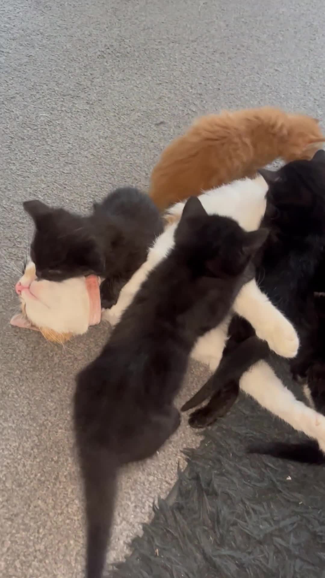 Mixed Breed cats for sale: Beautiful Kittens for sale- ready for loving homes in Chelmsford - Video 1