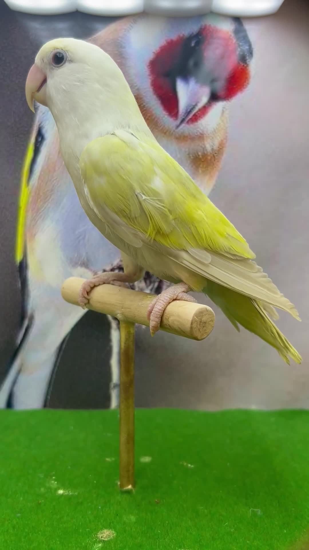 Lovebirds birds for sale: Love birds - Video 4