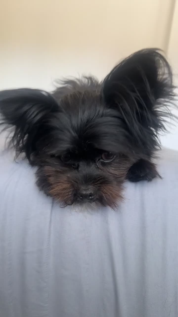Mixed Breed dogs for stud: **BUDDY IS READY FOR THE LADIES 🖤 1 YEAR OLD in Rotherham - Video 4