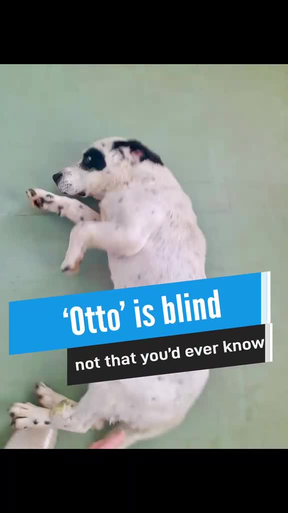 Mixed Breed dogs for adoption: Staffie wannabe OTTO, AVAILABLE FOR ADOPTION - Video 1