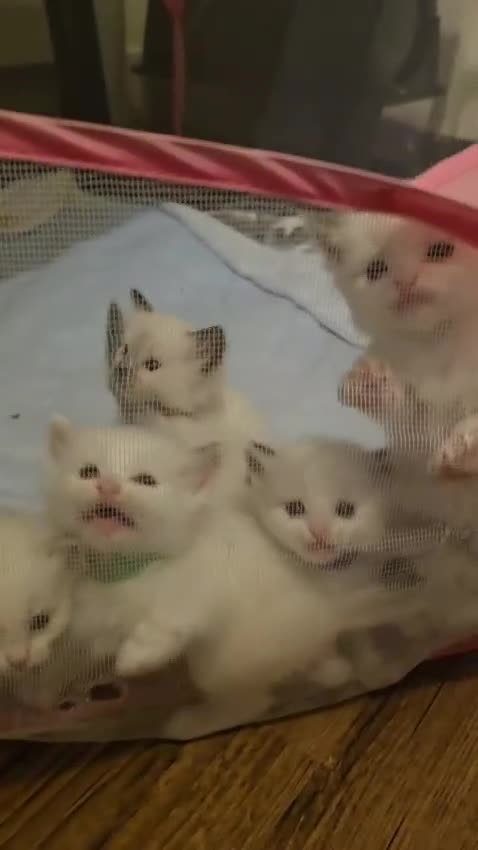 Ragdoll cats for sale: Pure ragdoll kittens  - Video 1