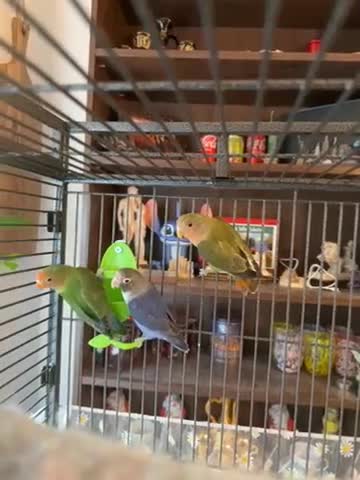 Lovebirds birds for sale: Lovebirds in Harlow - Video 1