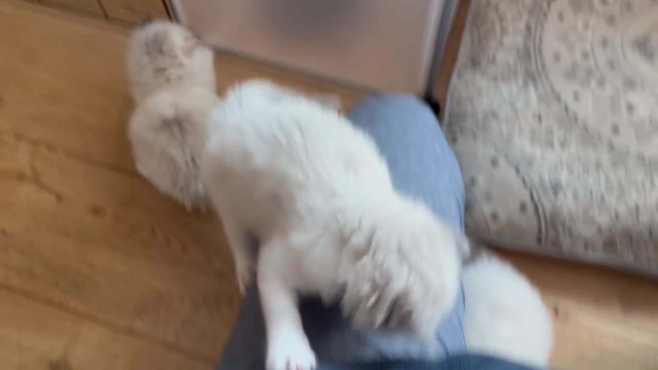 Ragdoll cats for sale: Gorgeous Ragdoll Kittens - Video 2
