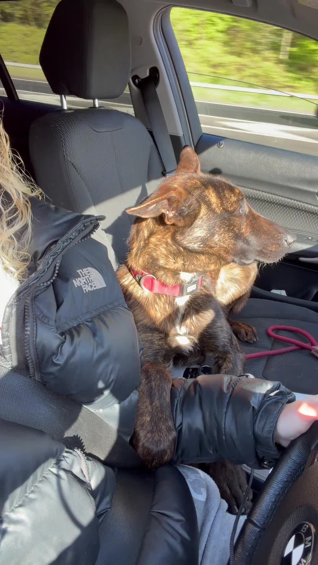 Belgian Shepherd Dog dogs for stud: KNPV Malinois for stud in Manchester - Video 2