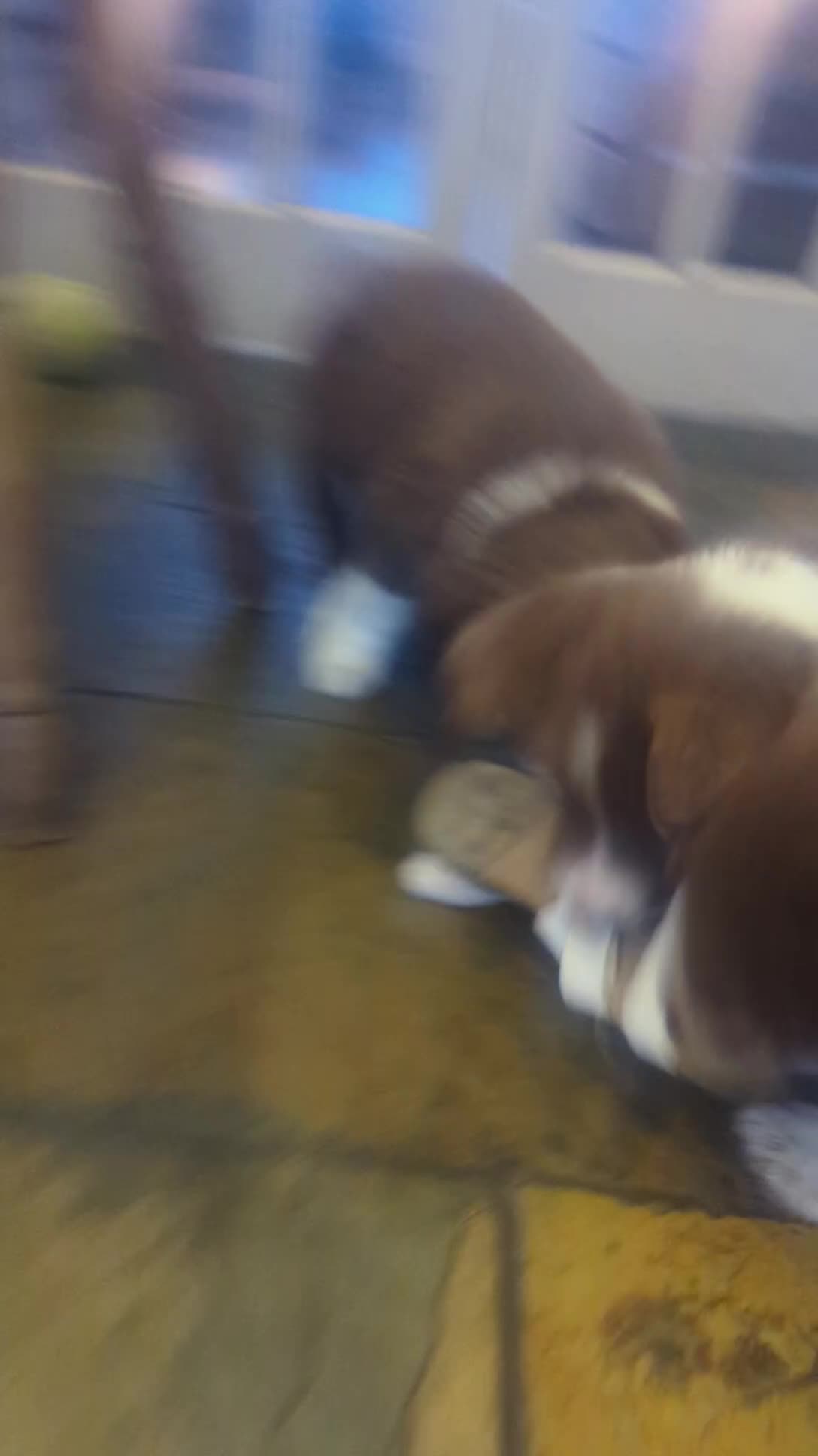 Border Collie dogs for sale: Red and white border collie/Sheepdog Pups - Video 1